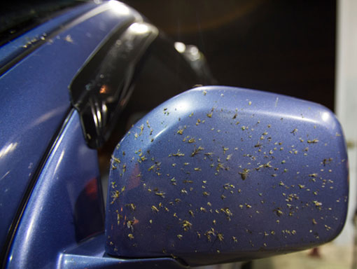 BIRD-DROPPINGS